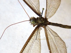 Haploglenius flavicornis