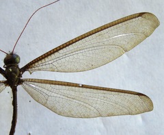 Haploglenius flavicornis
