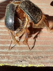 Pleocoma fimbriata