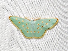 Comostolopsis stillata stillata