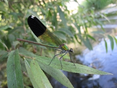 Calopteryx syriaca