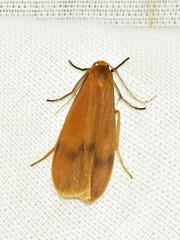 Hypagoptera rufeola
