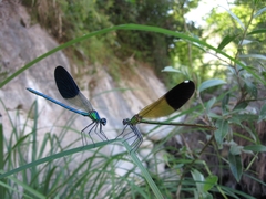 Calopteryx syriaca