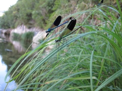Calopteryx syriaca