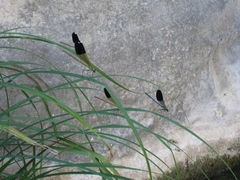 Calopteryx syriaca