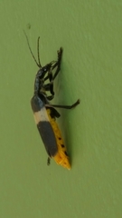 Chauliognathus tripartitus