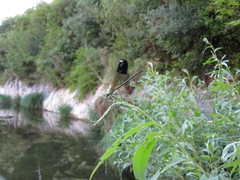 Calopteryx syriaca