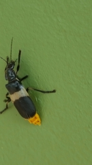 Chauliognathus tripartitus