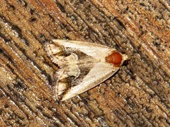 Lithacodia caffristis