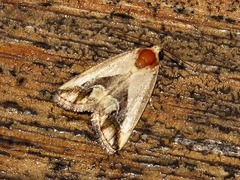 Lithacodia caffristis