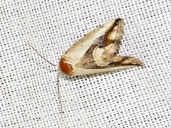 Lithacodia caffristis