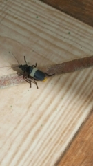 Chauliognathus tripartitus