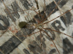 Pholcus phalangioides