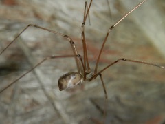 Pholcus phalangioides