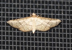 Hypolamprus ypsilon