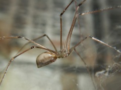 Pholcus phalangioides