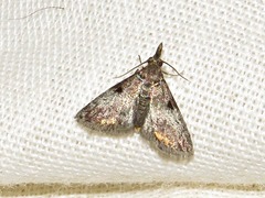 Rhynchopaschia melanolopha