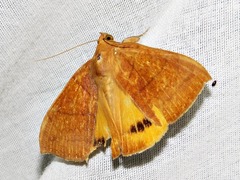 Achaea klugii
