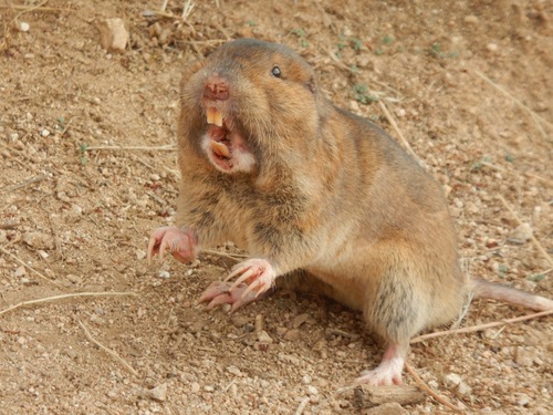 Botta's Pocket Gopher