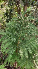 Pteris dentata