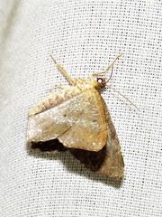 Chiasmia confuscata