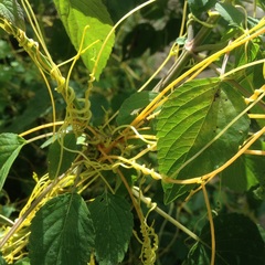 Cuscuta corymbosa