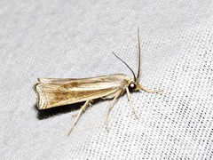 Ancylolomia simplella