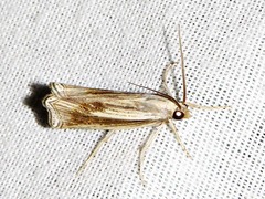 Ancylolomia simplella
