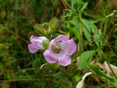 Agalinis auriculata