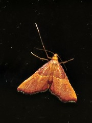 Endotricha erythralis