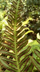 Pteris dentata