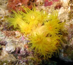 Tubastraea