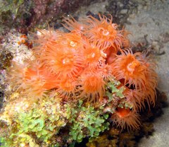 Tubastraea