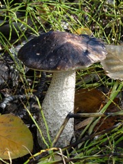Leccinum alaskanum