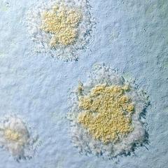 Fungi