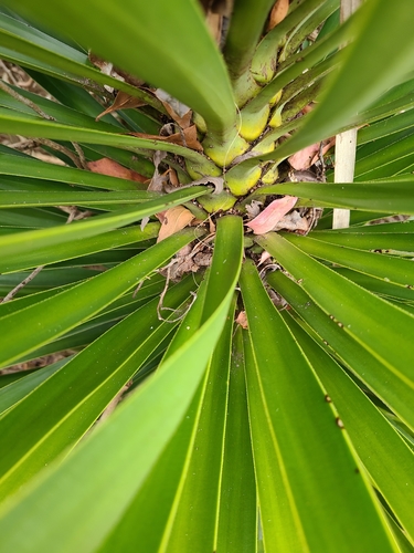 Yucca image