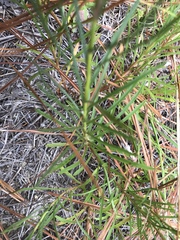 Pityopsis pinifolia