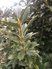 Osmanthus heterophyllus