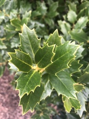Osmanthus heterophyllus