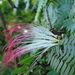 Calliandra magdalenae - Photo (c) Alexis López Hernández, some rights reserved (CC BY), uploaded by Alexis López Hernández
