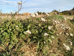 Diplotaxis erucoides