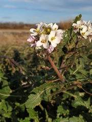 Diplotaxis erucoides