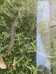 Elgaria multicarinata