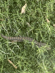 Elgaria multicarinata