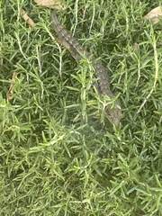 Elgaria multicarinata