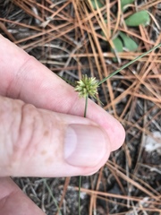 Cyperus lupulinus