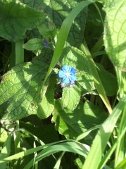 Pentaglottis sempervirens