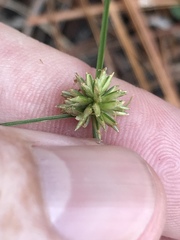Cyperus lupulinus