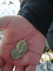 Dryomyia lichtensteinii