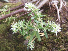 Sedum tortuosum